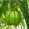 Garcinia Cambogia, il frutto