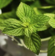 Menta, l'Alleato Naturale Della Digestione